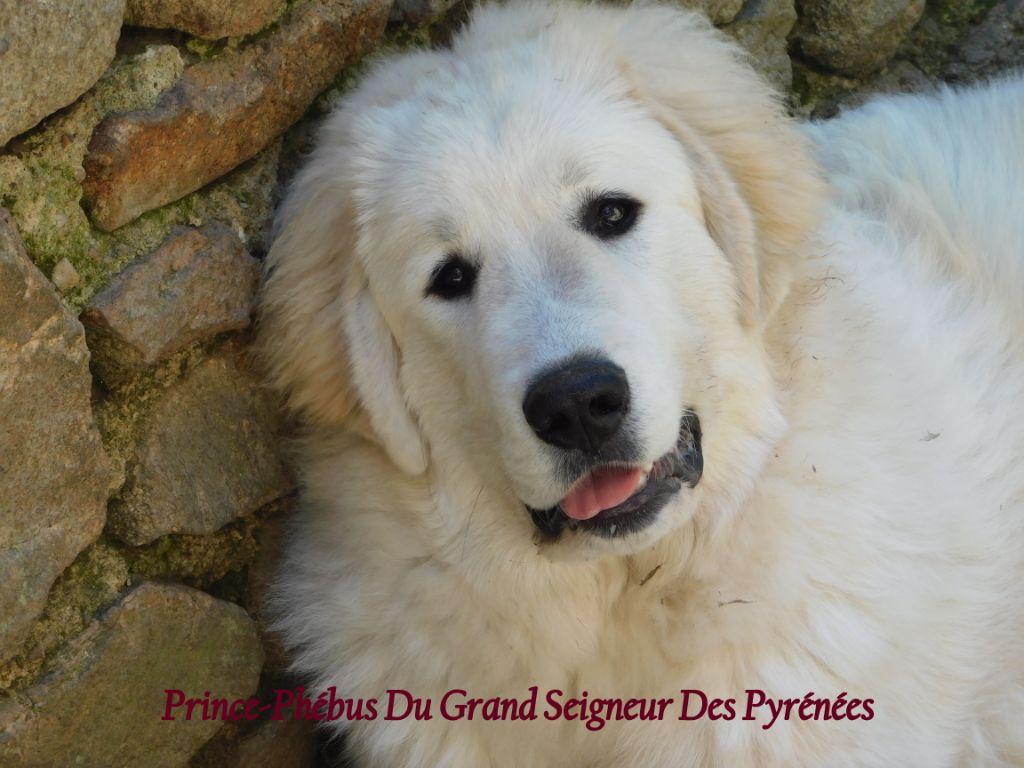Prince-phébus Du Grand Seigneur Des Pyrénées