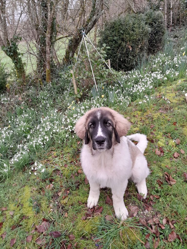 Ulrika-luna Du Grand Seigneur Des Pyrénées