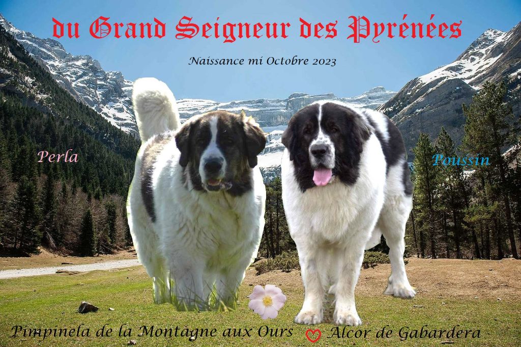 Du Grand Seigneur Des Pyrénées - Un beau mariage