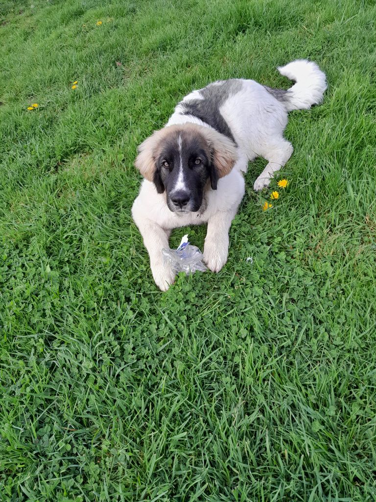 Ulrika-luna Du Grand Seigneur Des Pyrénées