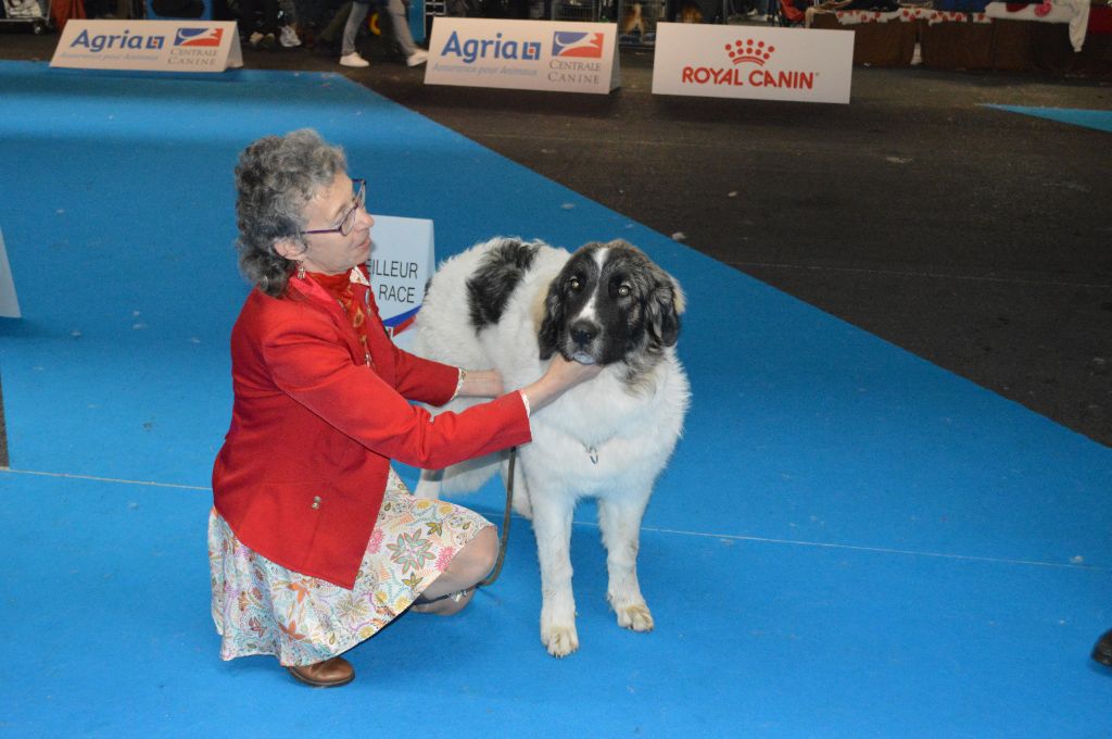 Ulrika-luna Du Grand Seigneur Des Pyrénées