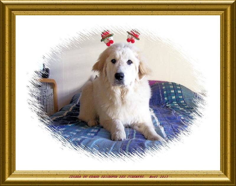 Izarra Du Grand Seigneur Des Pyrénées