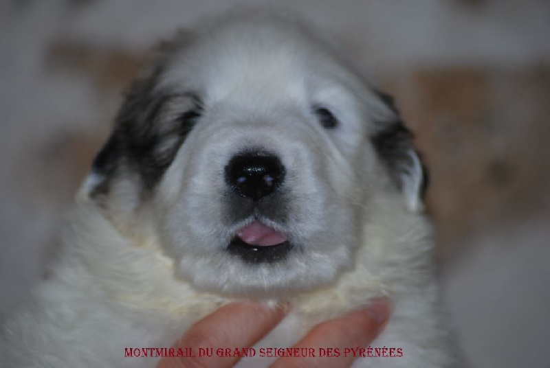 Du Grand Seigneur Des Pyrénées - Chien de Montagne des Pyrenees - Portée née le 13/07/2016